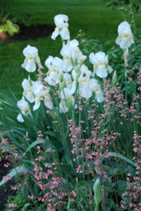 grandma's white iris